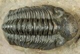 Reedops Trilobite - Atchana, Morocco #312335-1